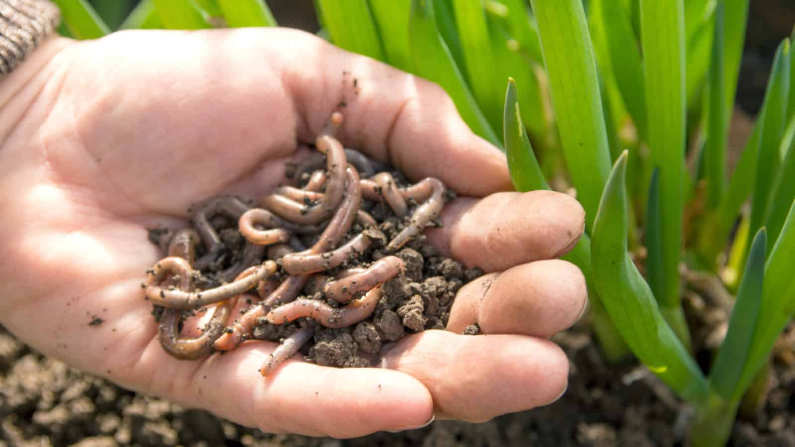 Regenwürmer züchten » Eine Schritt für Schritt Anleitung!