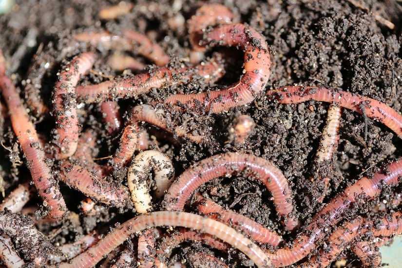 Regenwürmer für den Garten züchten: definitiv eine gute Idee!