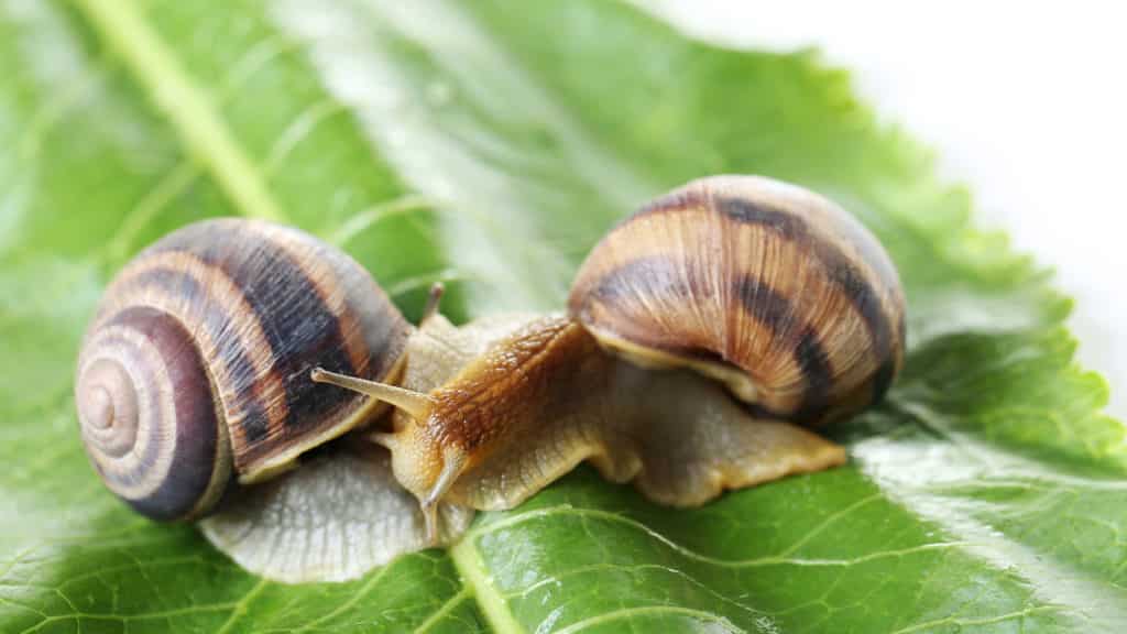 Schnecken im Garten bekämpfen