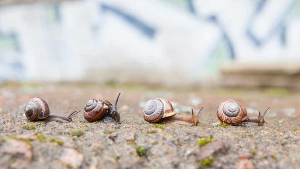 Schneckenarten im Garten