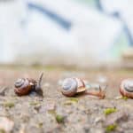 Schneckenarten im Garten