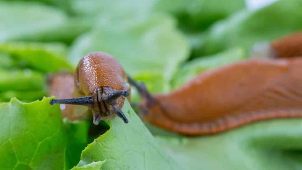 Schneckenfalle