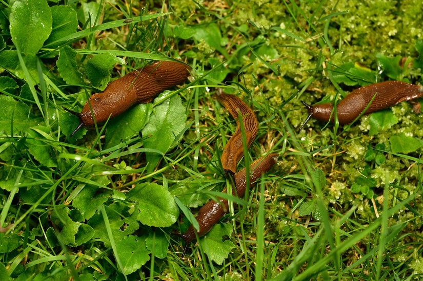 Schneckenfalle für den Garten ist oft notwendig