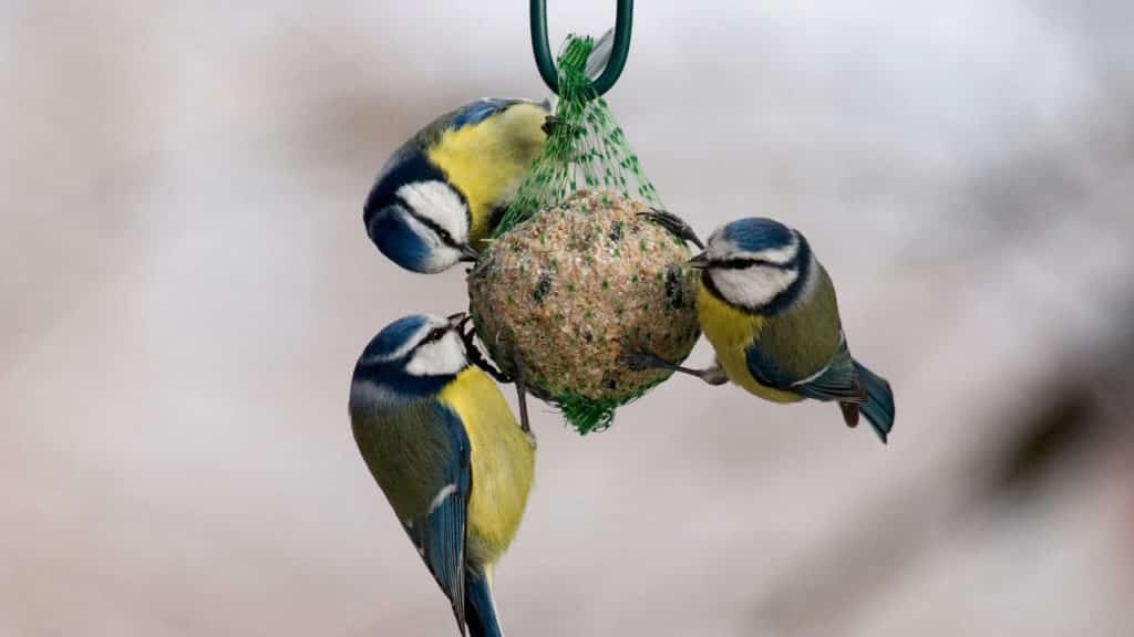 Vogelfutter selber machen