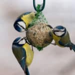 Vogelfutter selber machen