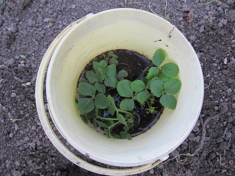 Erdbeerpflanzen im Eimer mit Wasser