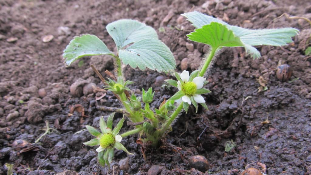 Erdbeeren pflanzen