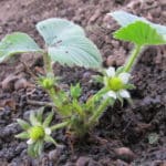 Erdbeeren pflanzen