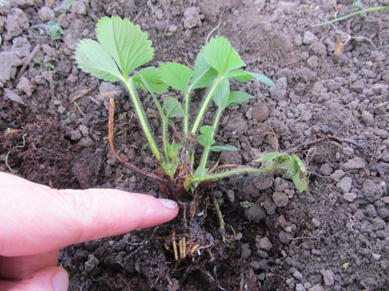 Erdbeeren pflanzen » Schritt für Schritt erklärt! Gartenzeile.de