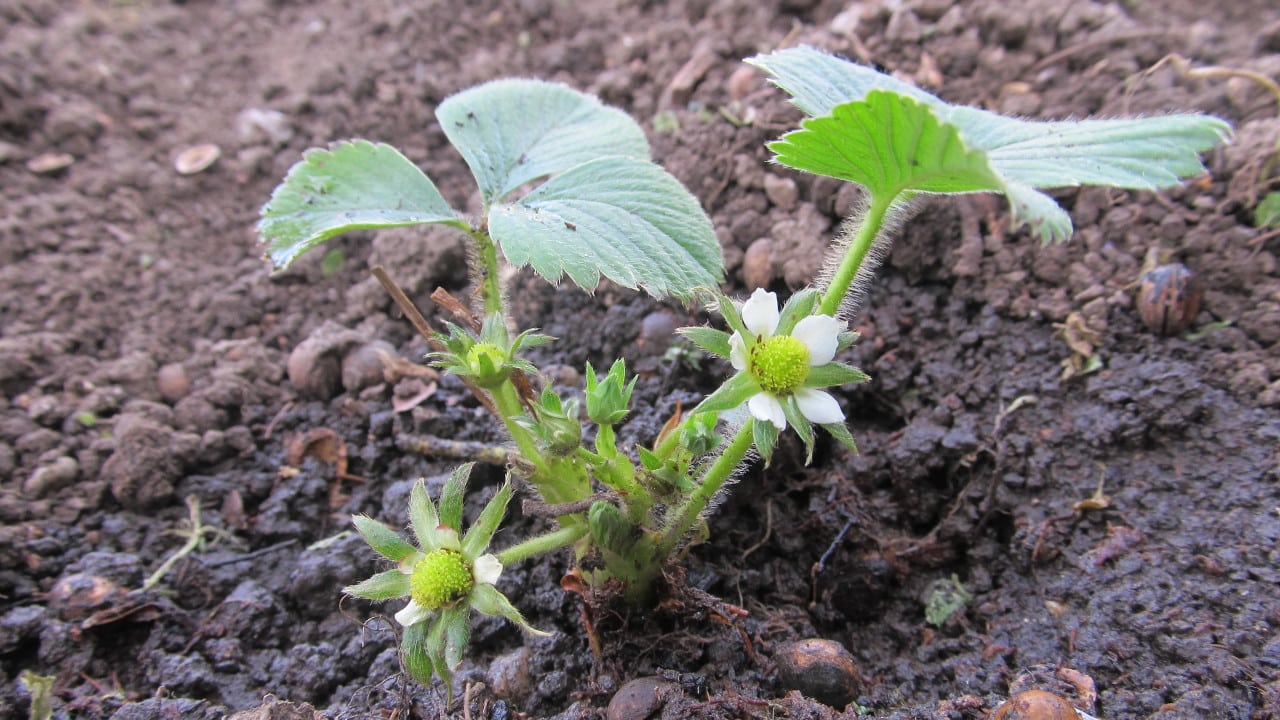 Erdbeeren pflanzen » Schritt für Schritt erklärt! Gartenzeile.de
