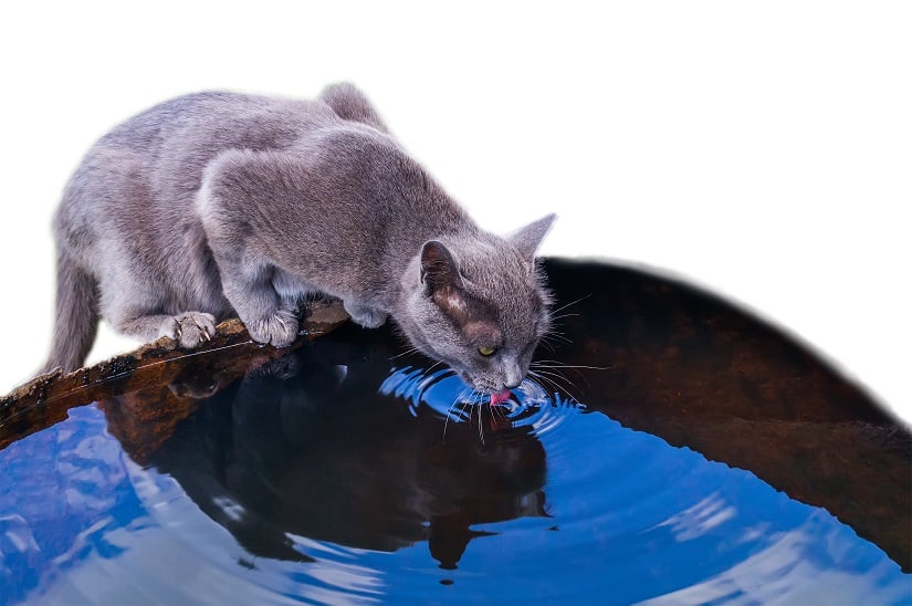 Katze trinkt Wasser an einem Miniteich