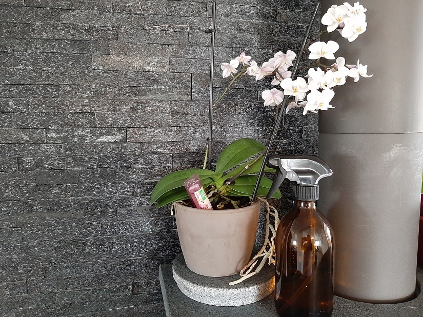 Orchidee mit Vitalkur