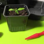 Tomaten pikieren