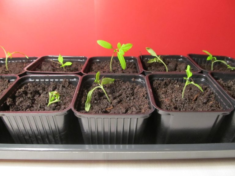 Tomaten pikieren » Mit dieser Schritt für Schritt Anleitung klappt´s!
