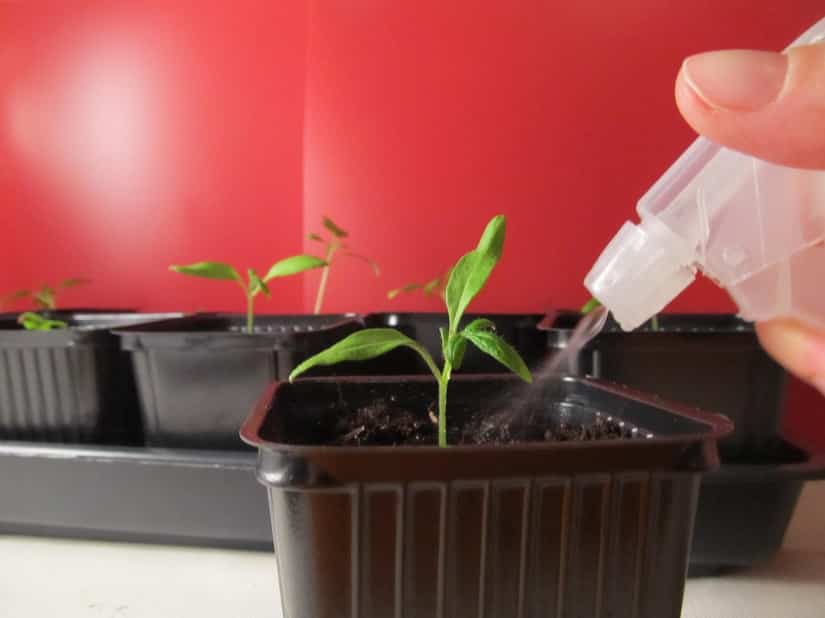 Tomatenpflänzchen wird nach dem Pikieren gegossen