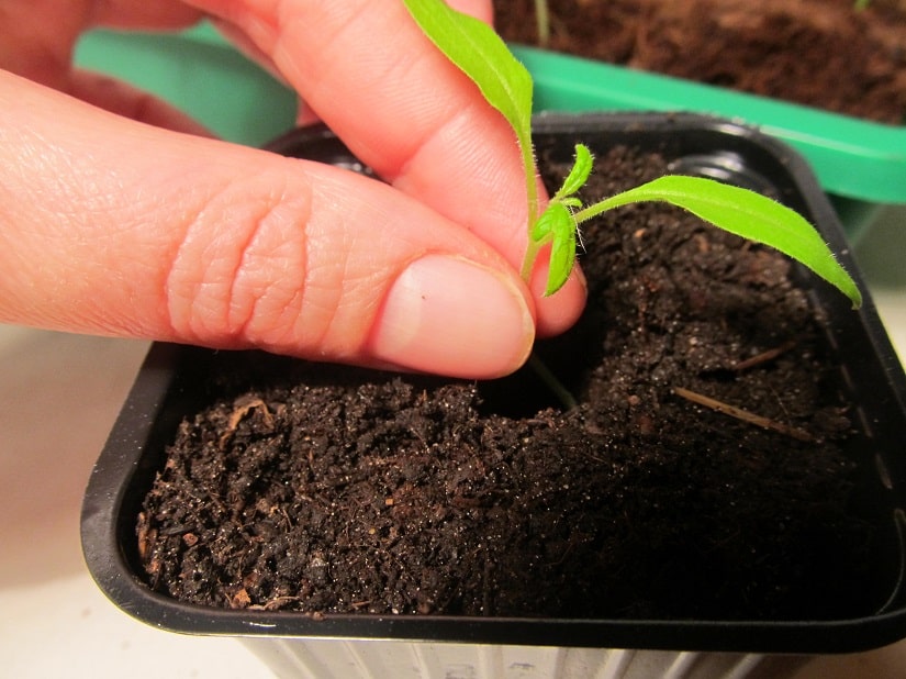 Tomatenpflanze wird gesetzt