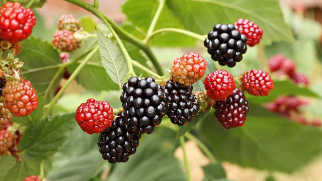 Brombeeren Krankheiten