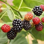 Brombeeren Krankheiten