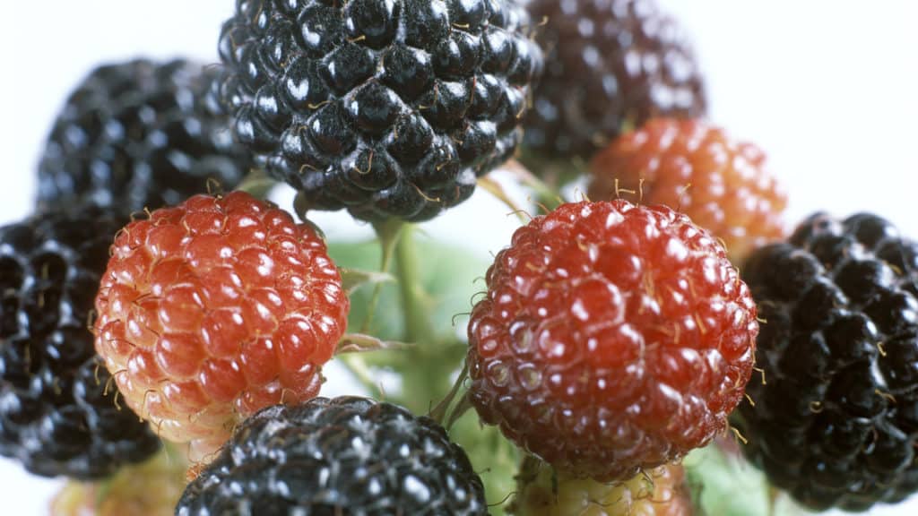 Brombeeren schneiden