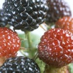 Brombeeren schneiden
