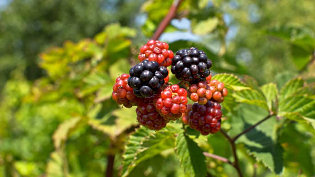 Brombeeren vermehren