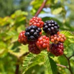 Brombeeren vermehren