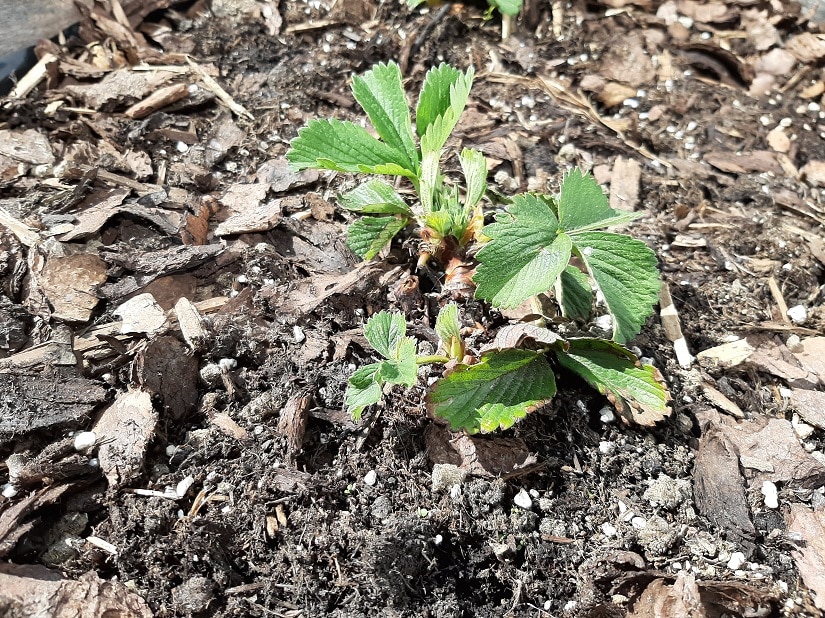 Frische Erdbeeren mit Anzuchterde