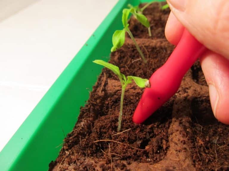 Tomaten pikieren » Mit dieser Schritt für Schritt Anleitung klappt´s!