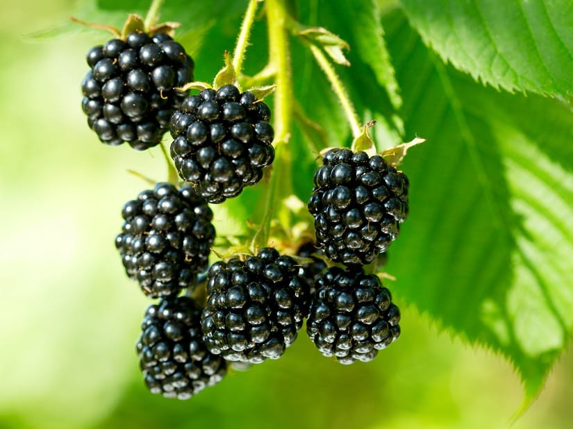 Brombeeren