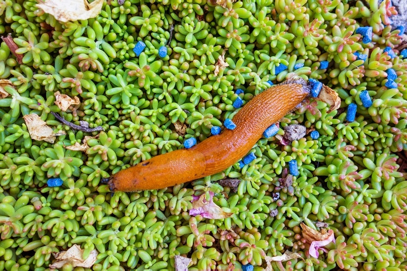 Wirkung des Schneckenkorns