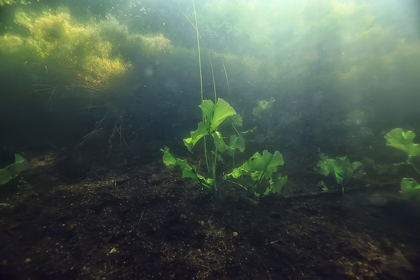 Algenplage in einem Gartenteich