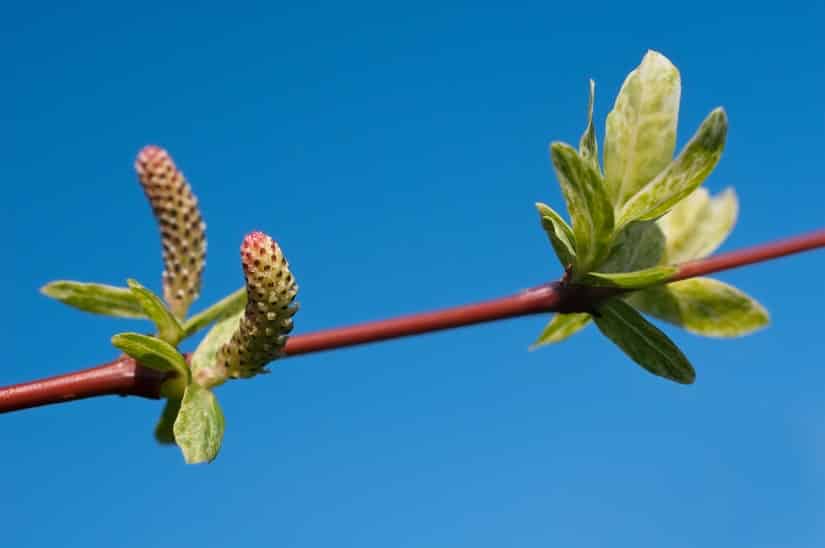 Blüte der Harlekinweide (Salix integra Hakuro Nishiki) 