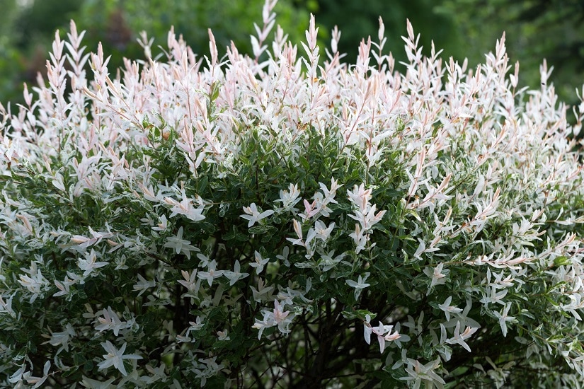 Nahaufnahme einer Harlekinweide im Garten