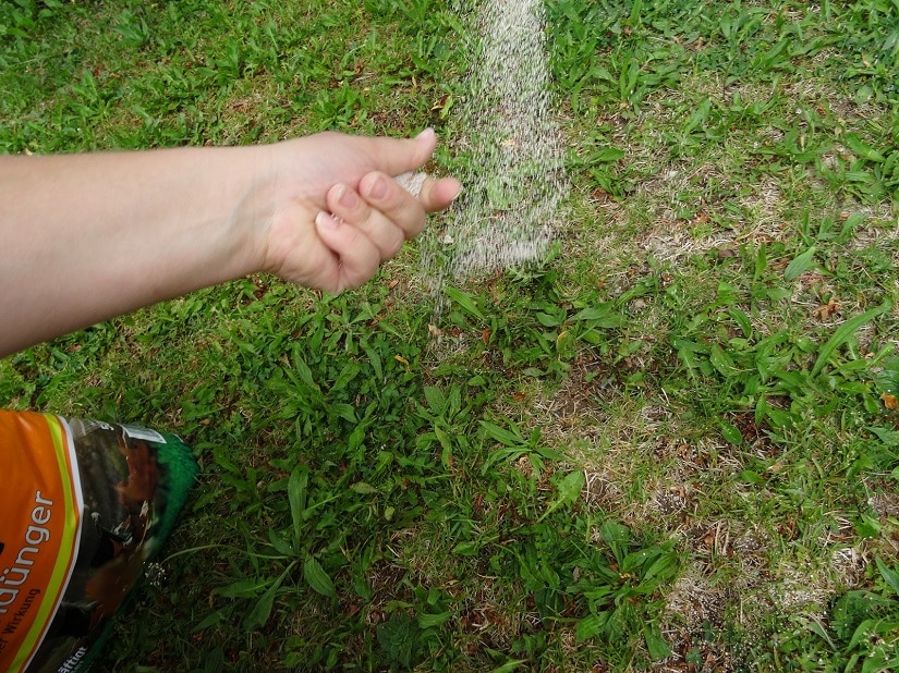 Herbstrasendünger wird per Hand ausgebracht