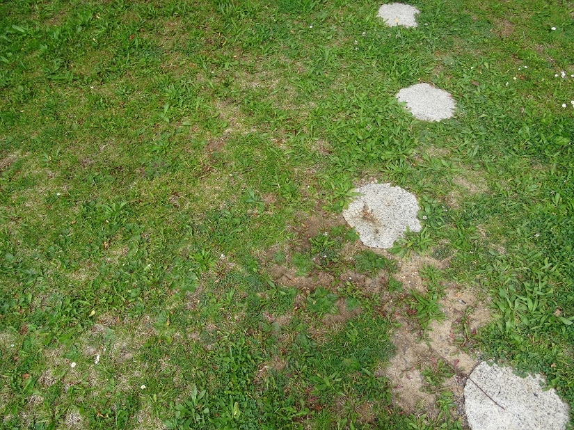 Rasen mit deutlichen brauen Flecken und kahlen Stellen von der Belastung im Winter