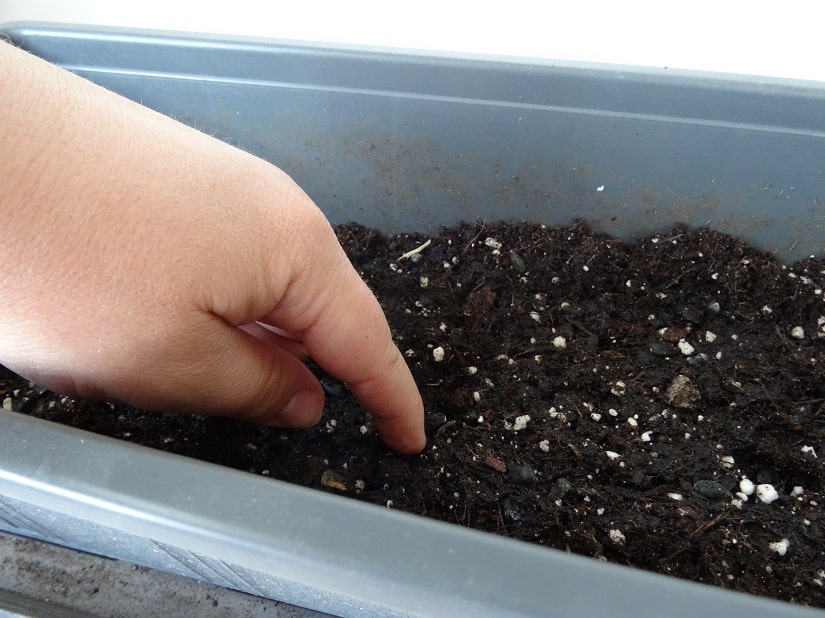 Sonnenblumenkerne leicht in die Erde drücken und bedecken