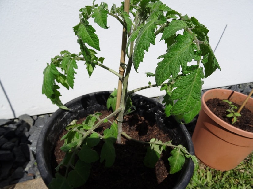 Tomaten an Rankhilfe befestigt