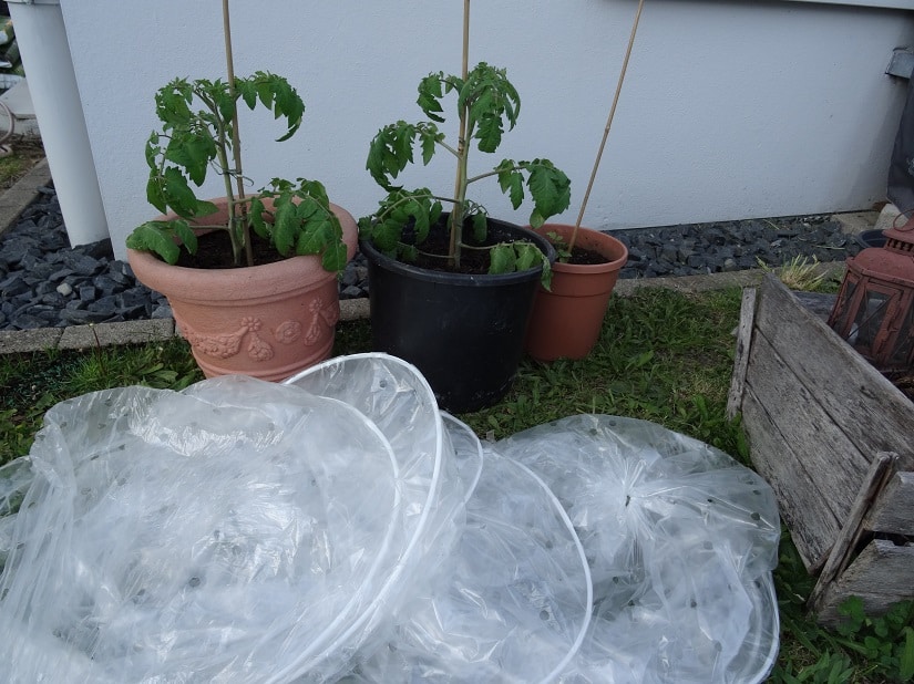 Tomaten werden gelüftet