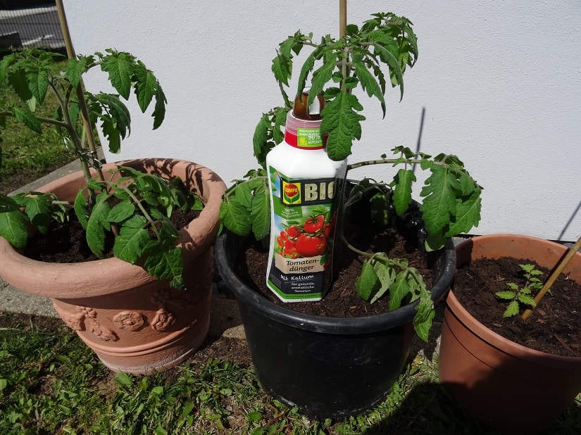 Tomatensträucher mit speziellem Bio-Flüssigdünger