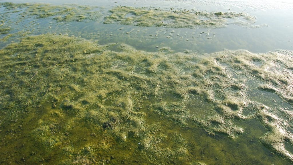 Algen im Teich