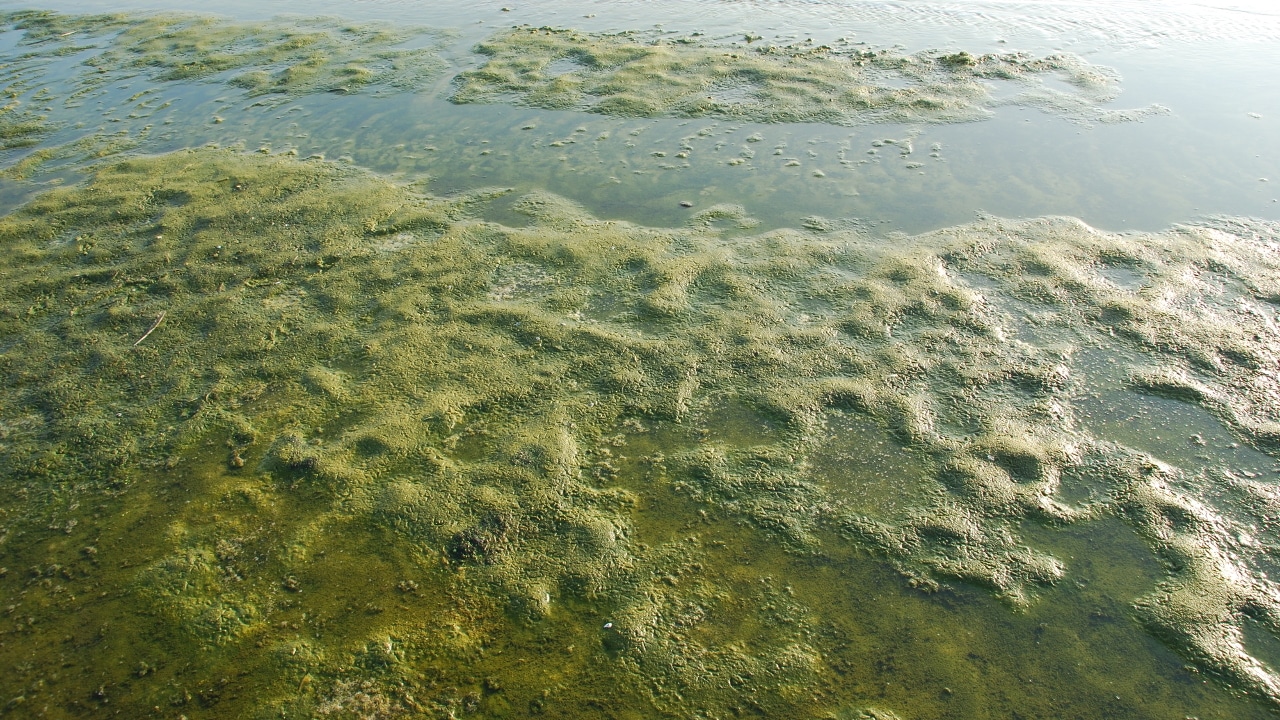 Algen im Teich 2024 » Alle Infos auf Gartenzeile.de