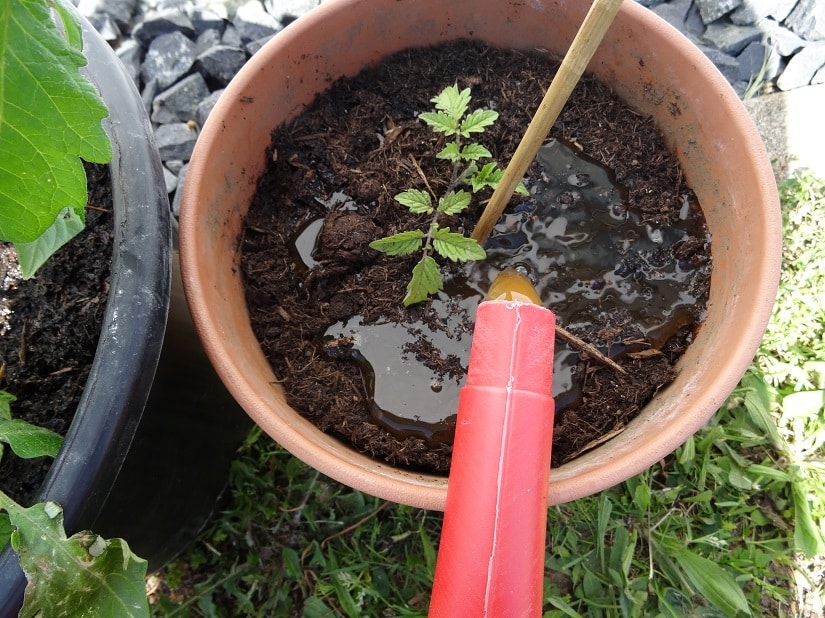 Tomaten werden an die Wurzel gegossen, damit die Blätter trocken bleiben