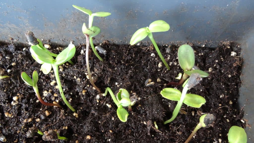 Sonnenblumenkerne ernten und wieder aussäen