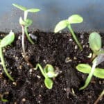 Sonnenblumenkerne ernten und wieder aussäen