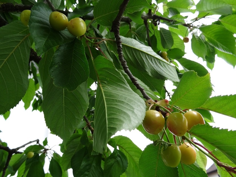 Kirschbaum mit gelben, heranreifenden Kirschen