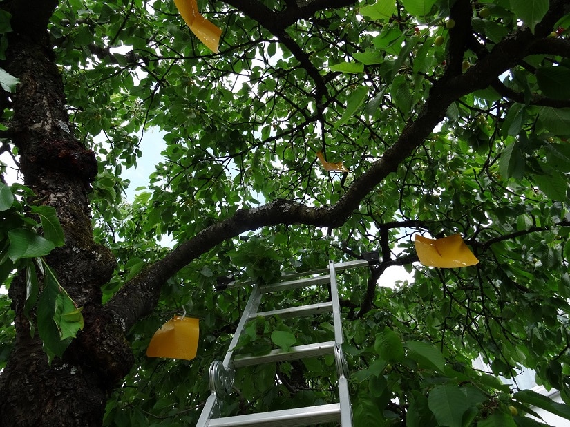 Kirschmadenfallen werden im Baum aufgehängt