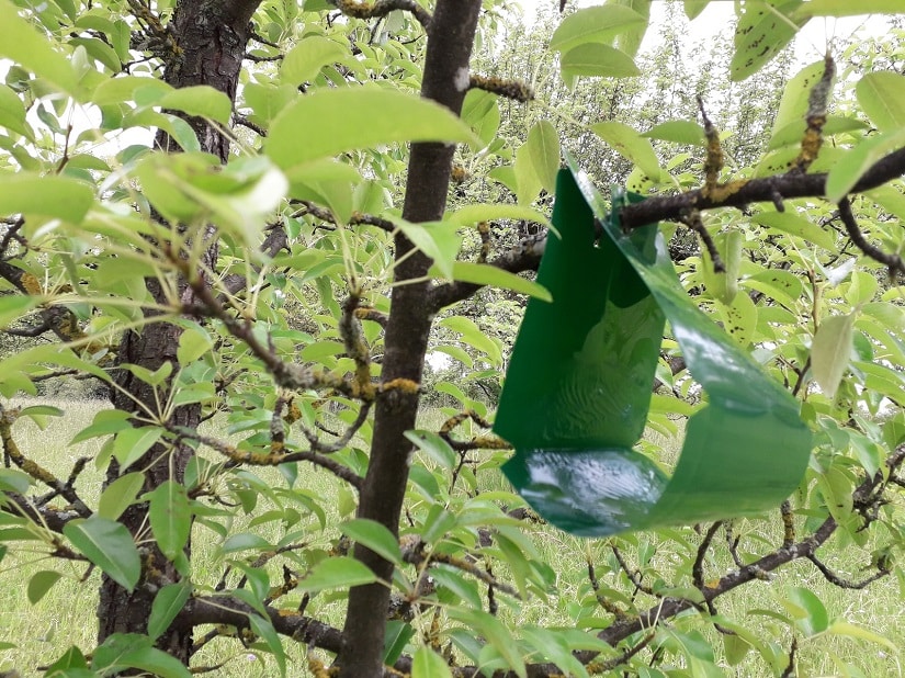 Pflaumenmadenfalle wird im Baum aufgehängt