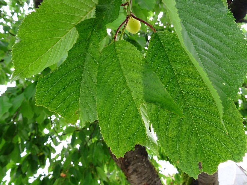 Angefressene Blätter an einem Kirschbaum