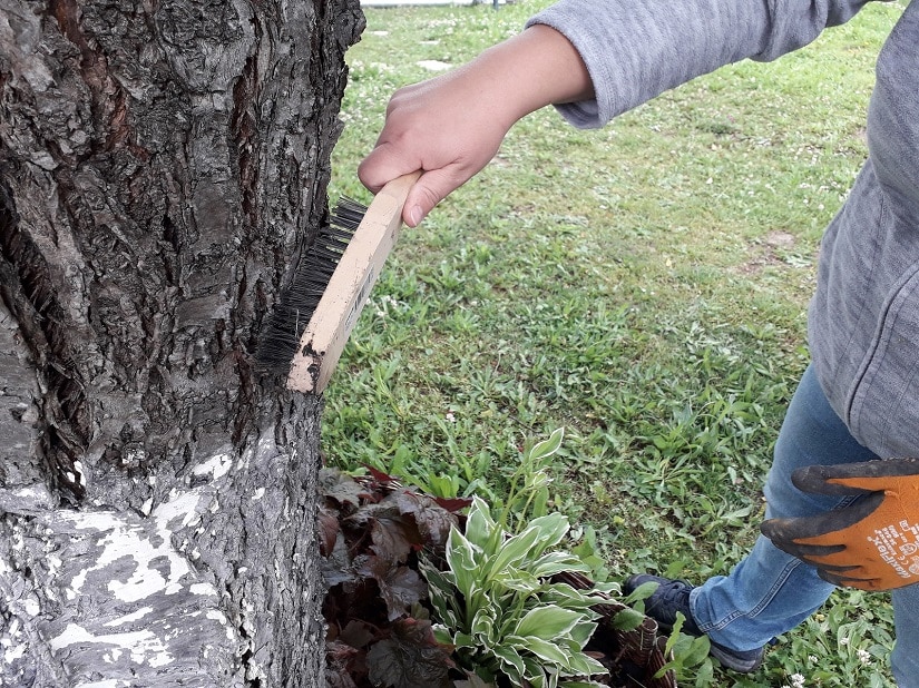 Die Rinde vorher kräftig abbürsten, um die Fläche zu ebnen