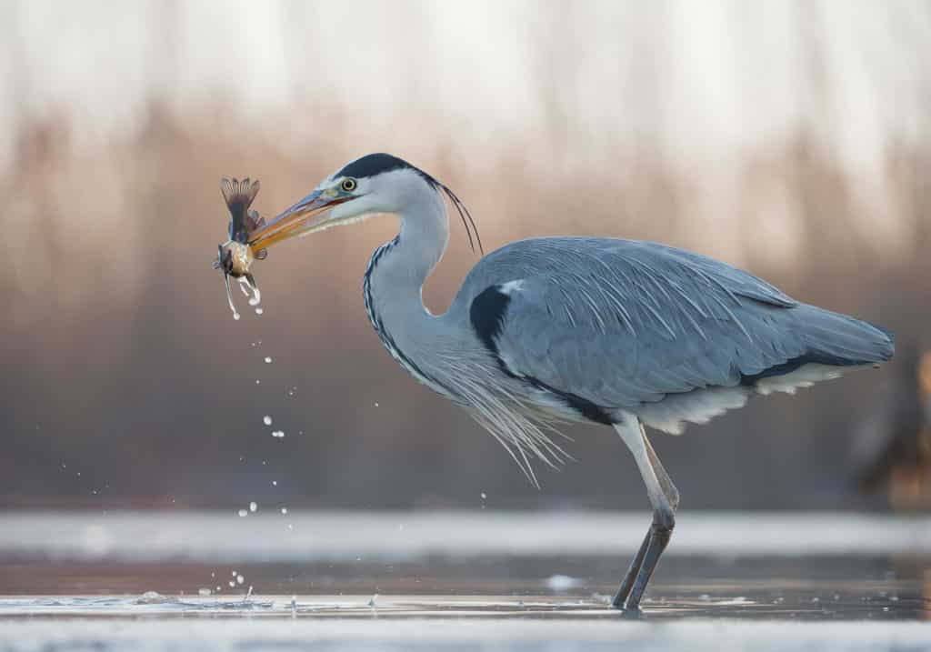 Fischreiherabwehr